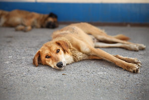 野犬