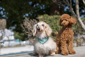 老犬と成犬