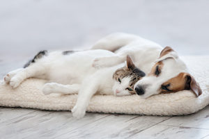 ぐったりする犬と猫