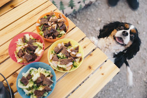 食事を狙う犬