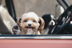 車内　犬