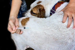 犬の予防接種