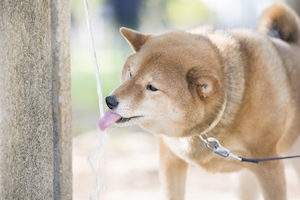 水を飲む犬