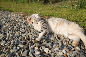 猫　屋外