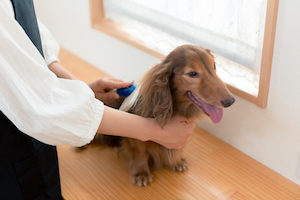 犬　ブラッシング