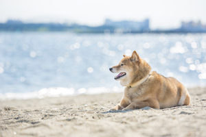 犬　暑さ対策