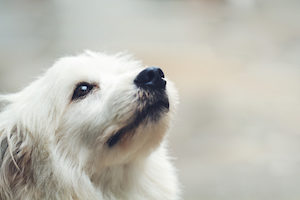 元気がない犬