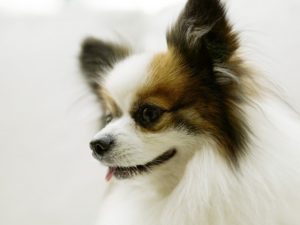 犬のアジソン病