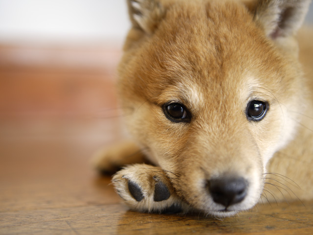 犬の認知症